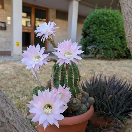 Apartment Navacchio-pisa 1b Cascina (Pisa)